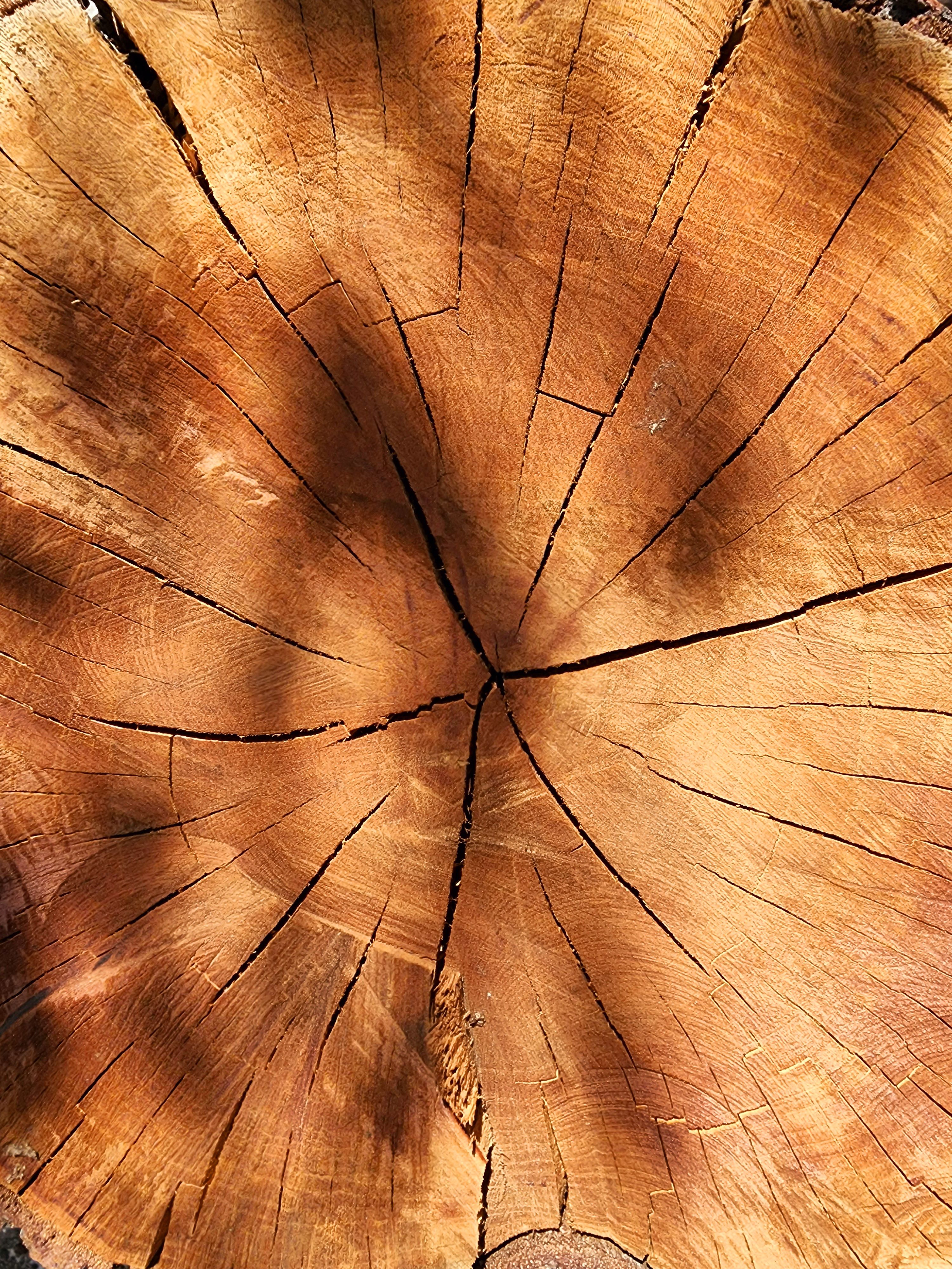 Textura de madera
